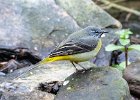 7) Grey Wagtail.jpg